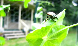 Japanese beetle