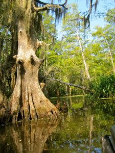 Tupelo (Black Gum) Tree - New Orleans, LA