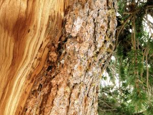 An old bristlecone pine tree in Great Basin National Park, NV