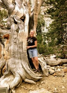 An old one - Great Basin National Park, NV