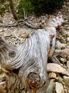 A downed tree in Great Basin National Park, NV